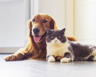 Pets Care