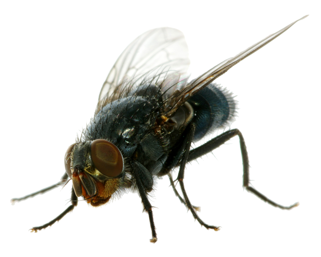 fly
