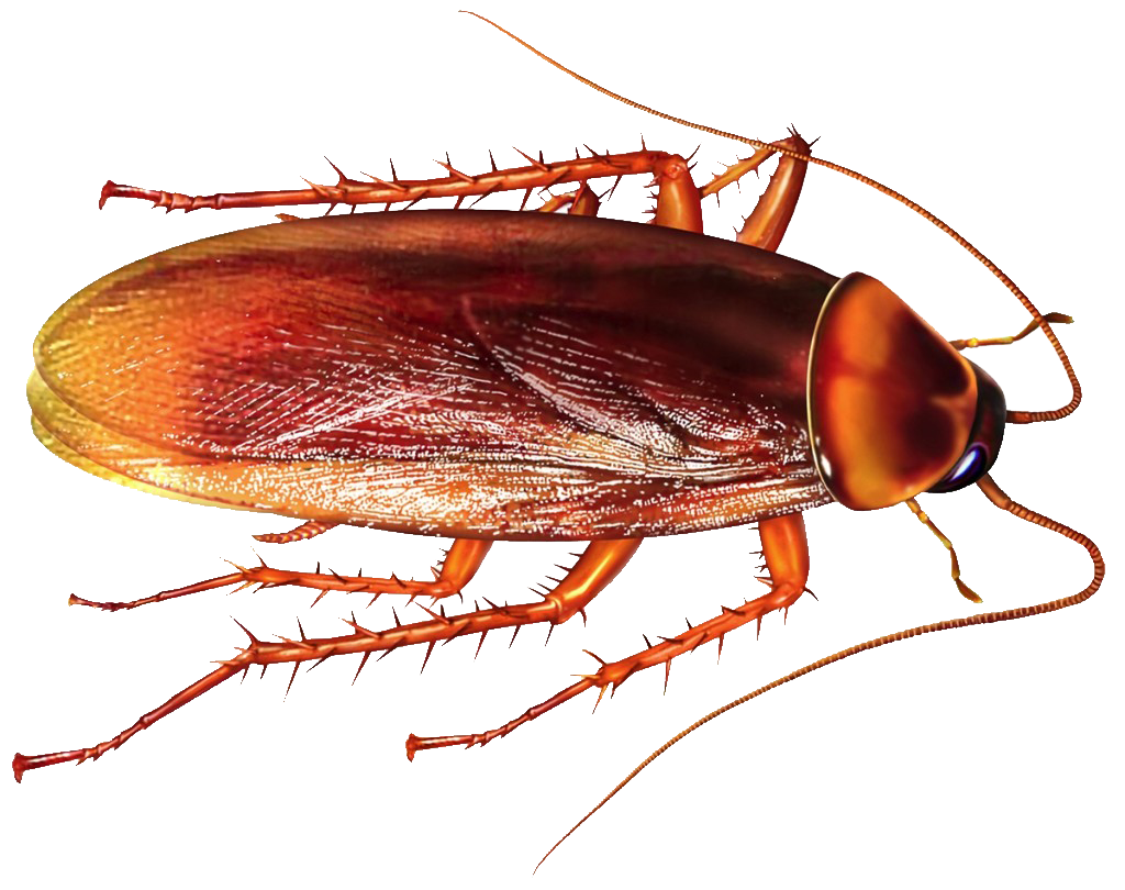 roach