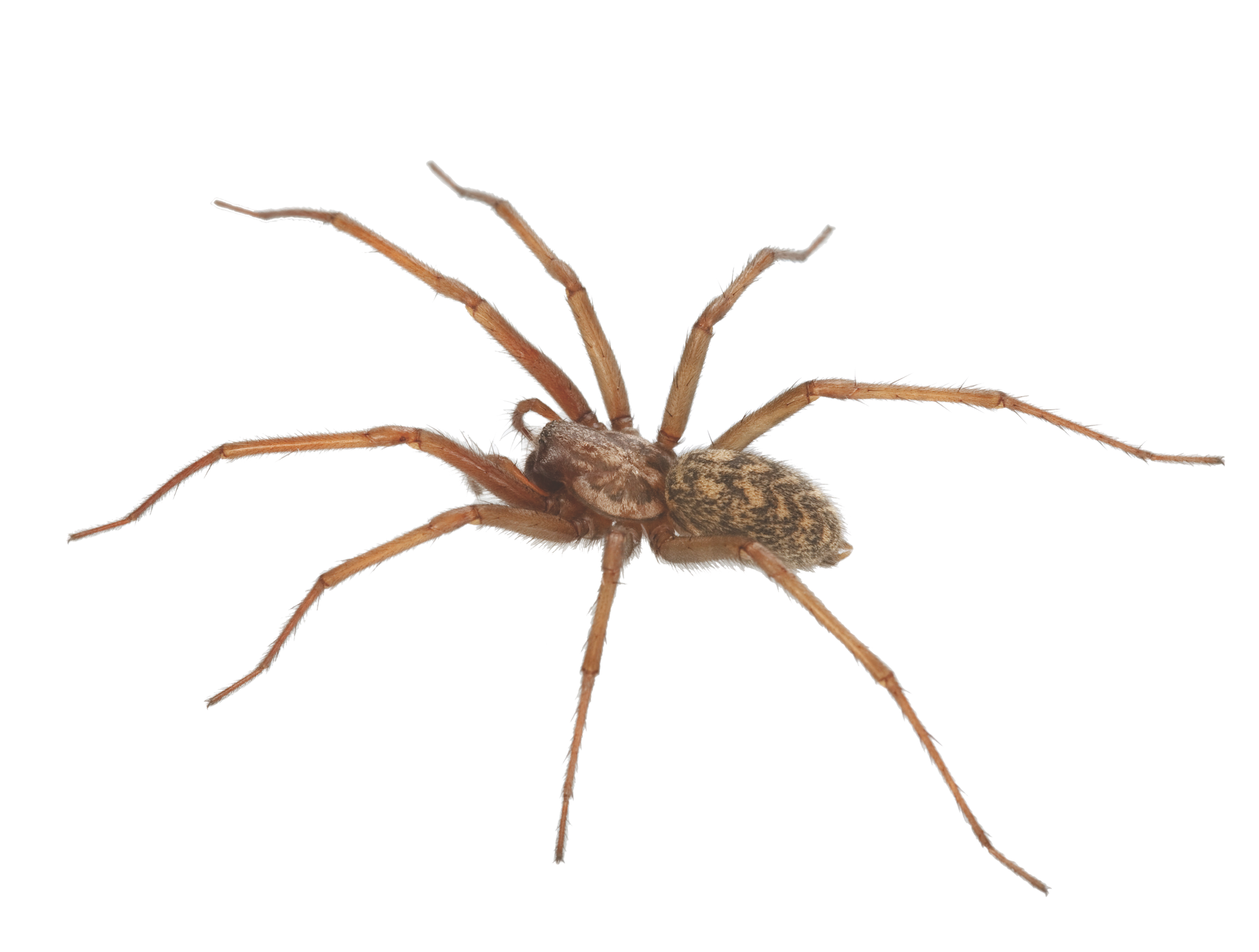 spider
