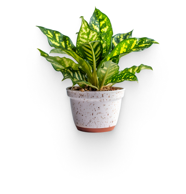 Trendy Calathea house plant